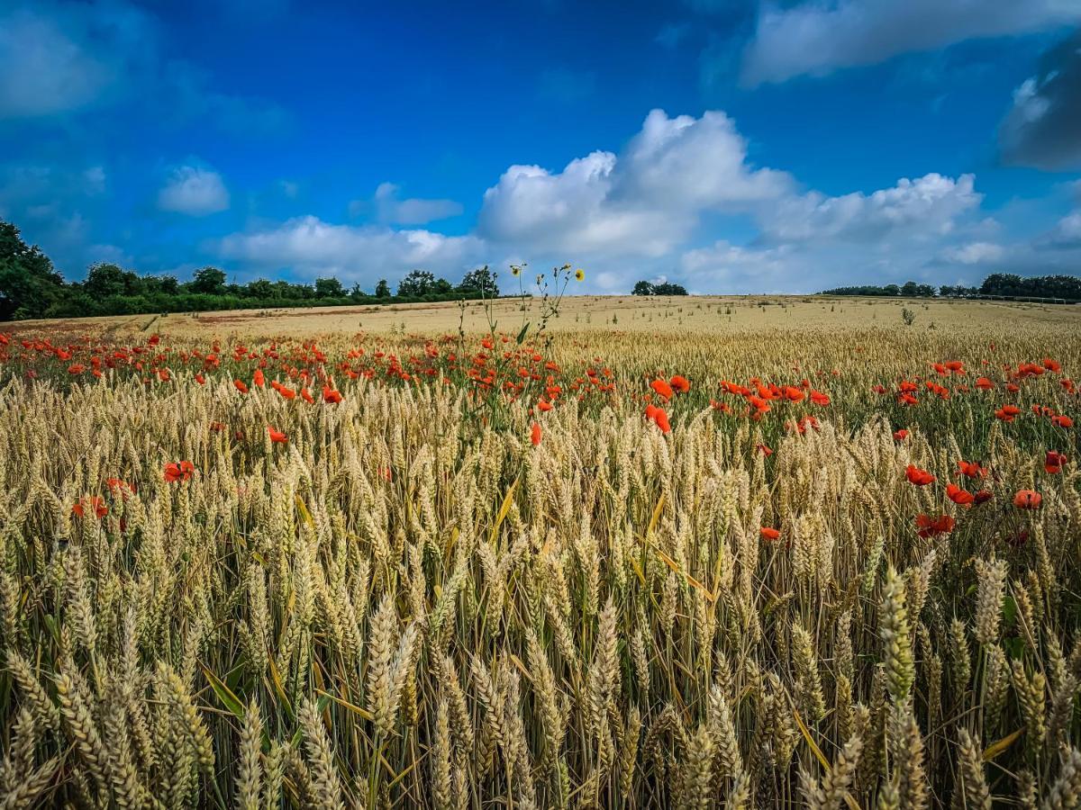 Hof Van Repen Tongeren Eksteriør bilde